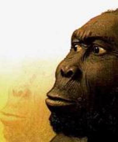 Humo  Rudolfensis (1,6 millones de años)