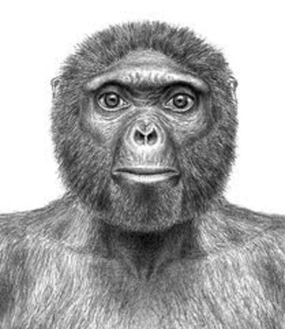 Ardipithecus ramidus