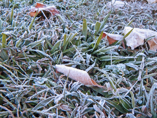 First frost of the year