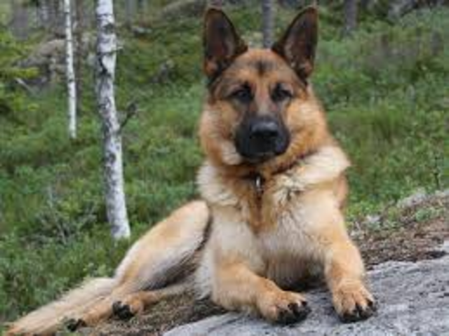 The German Shepard