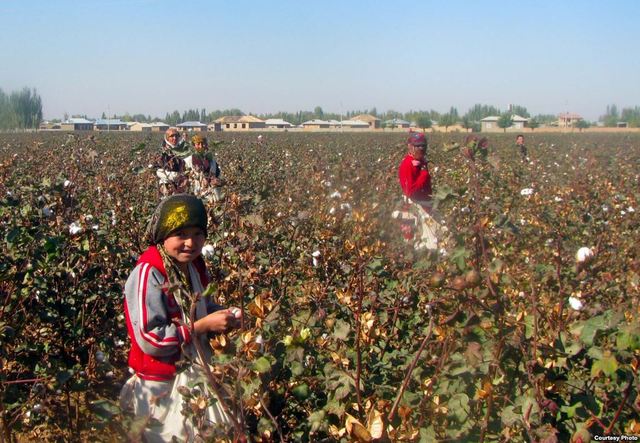 Intern Cotton Expoxt