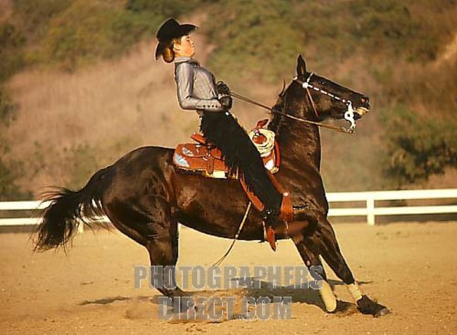 Sextus clamabat, "Tene equos, tene equos!"