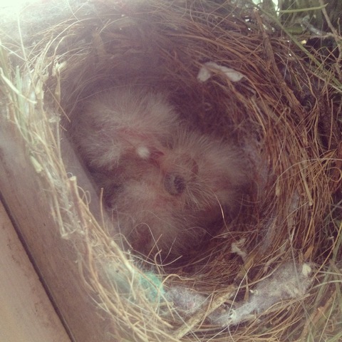 First babies hatched!!!