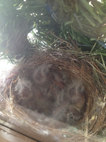 New little babies!  Moving around and starting to look more like birds!