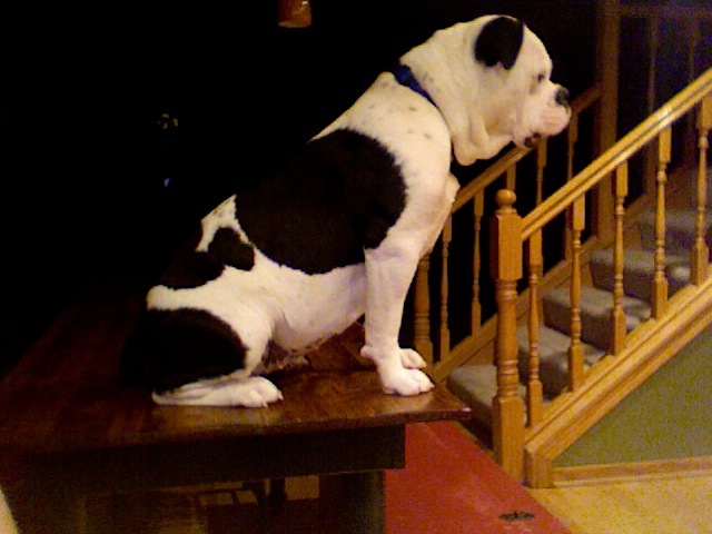 Winnie Finds a Thing Called a Table