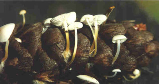 Third Consumer gets rid of energy