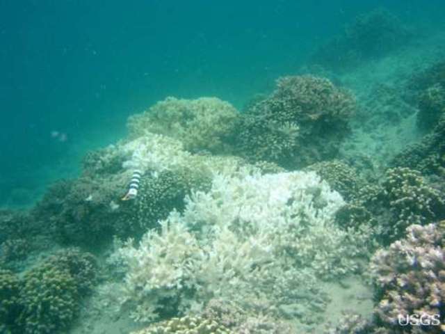 Montipora White Syndrome Discovery in Kaneohe Bay