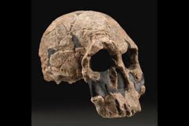 Homo rudolfensis