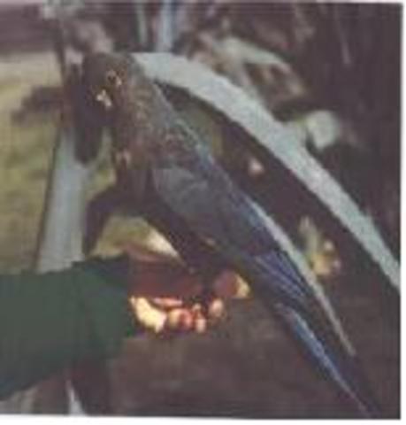 Guacamayo Macao Glauco