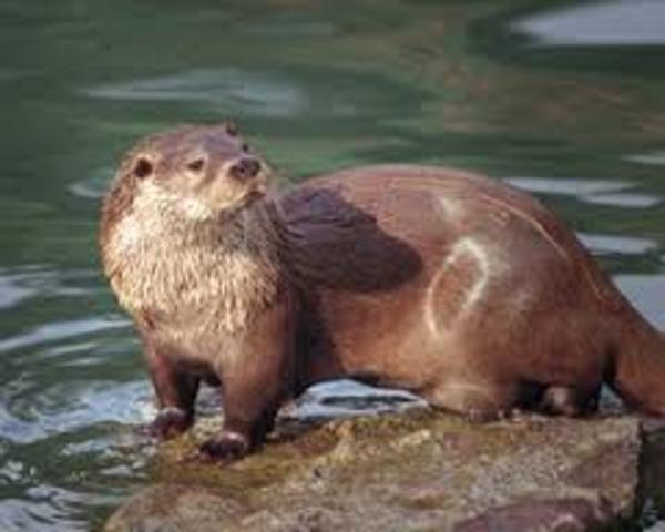 Nutria de río japonesa