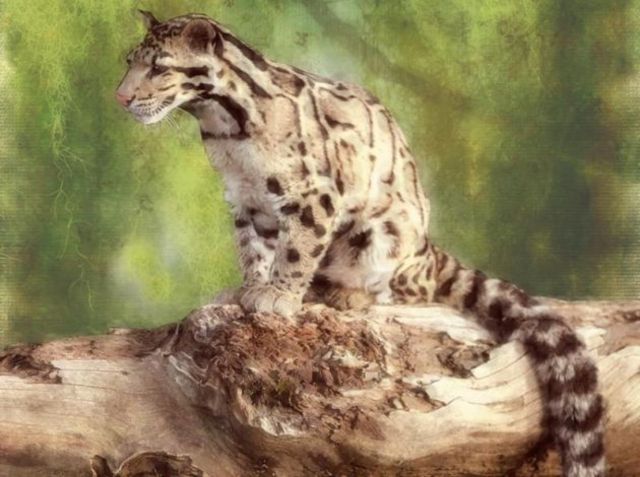 Pantera nebulosa de Formosa