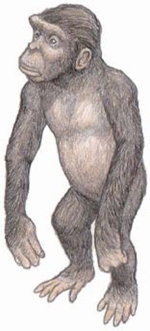 Sahelanthropus tchadensis