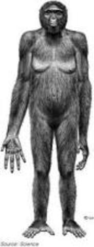 Ardipithecus ramidus