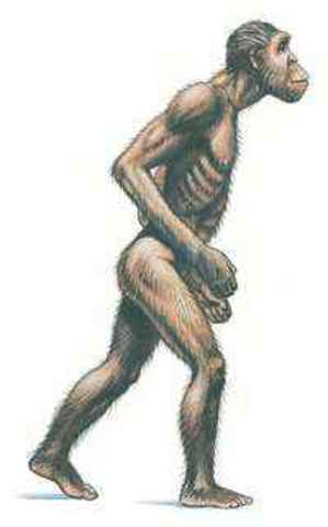 Australopithecus afarensis