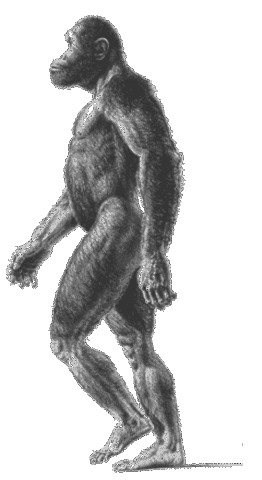 Australopithecus africanus