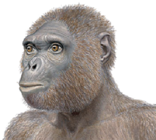 Ardipithecus Ramidus