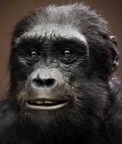 Sahelanthropus Tchadensis