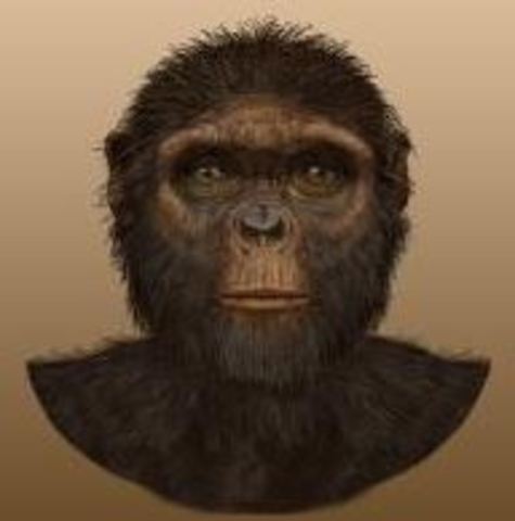 Ardipithecus  Ramidus