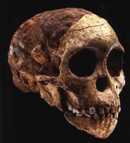 Austrolopithecus Africanus