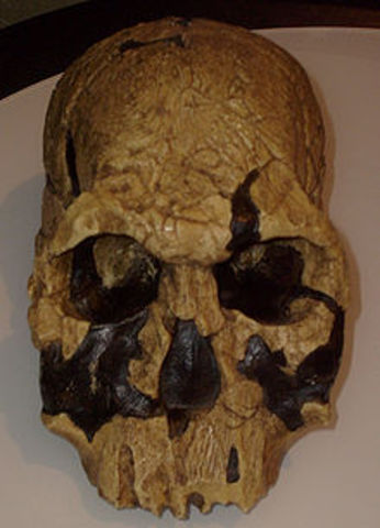 Homo Rudolfensis