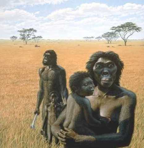 Australopithecus Africanus (Hace 3 millones de años)