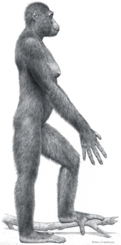 Ardipithecus ramidus