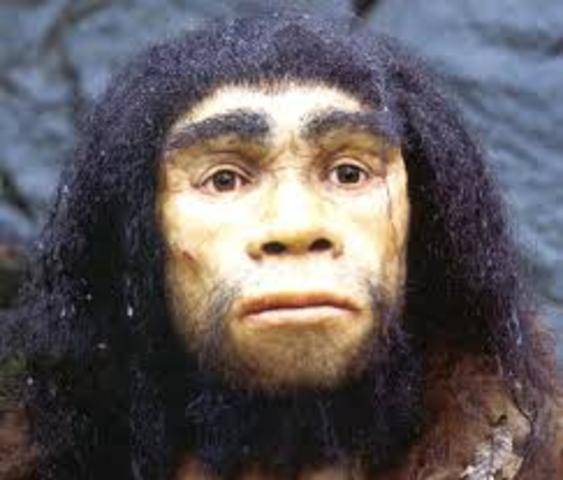 Homo heidelbergensis.