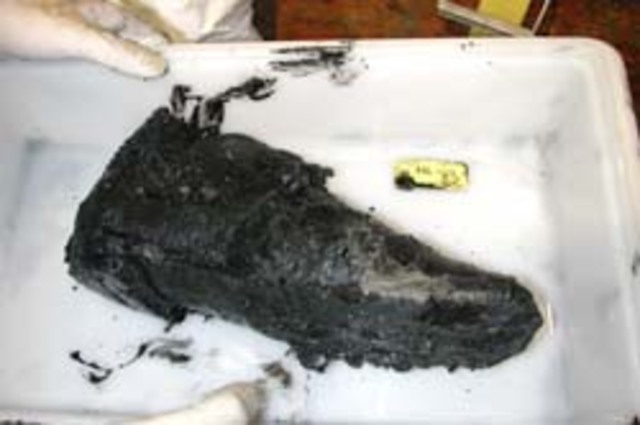 Project moves focus to study of remains.