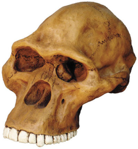 Australopithecus Africanus