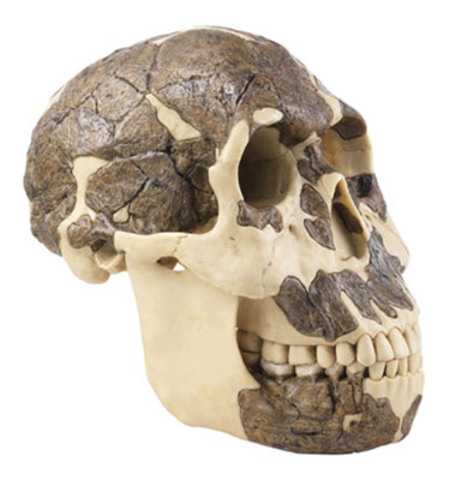 Homo Rudolfensis