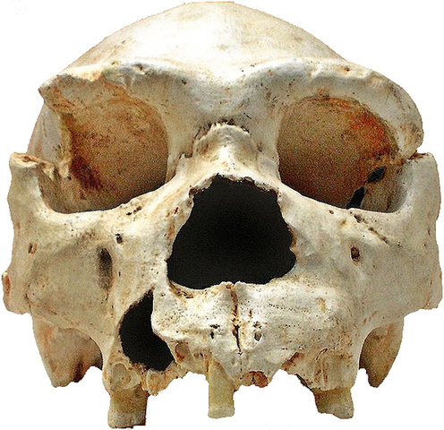 Homo Heidelbergensis