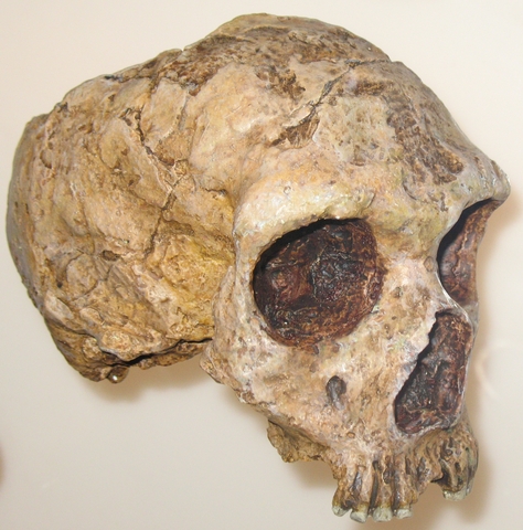 Homo Neanderthalensis