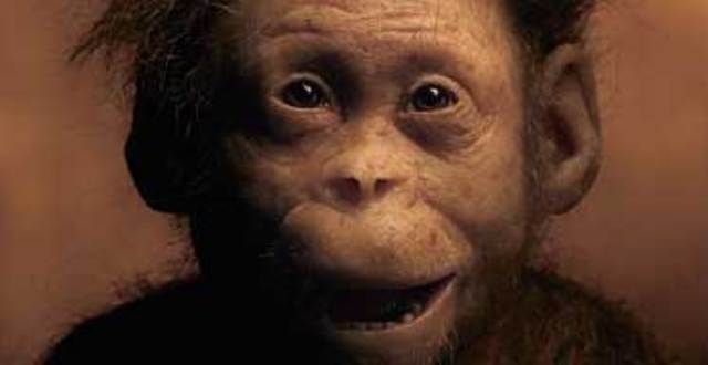 Australopithecus afarensis