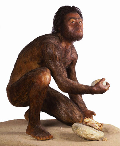 Homo habilis