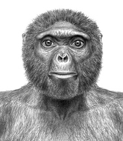 Ardipithecus ramidus