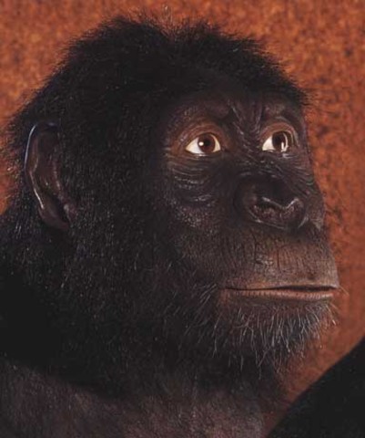 Australopithecus anamensis