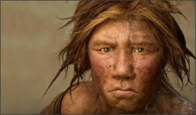 Homo neanderthalensis
