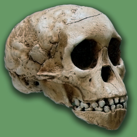 Australopithecus africanus