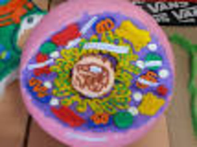 INICIO PROYECTOS EN SEGUNDO CICLO