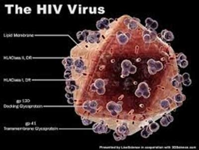 Cause of the AIDS virus discovered and announced.