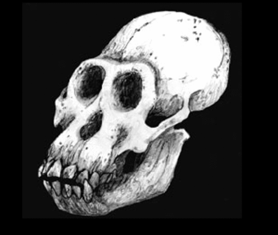 Ardipithecus ramidus