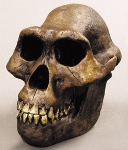 Australopithecus anamensis