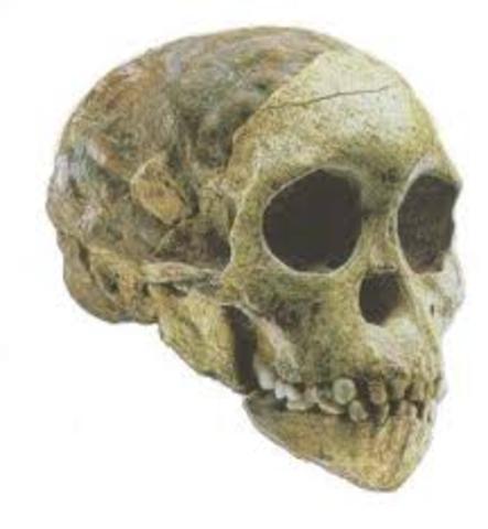 Australopithecus africanus
