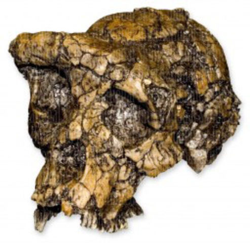 Sahelanttropus Tchadensis