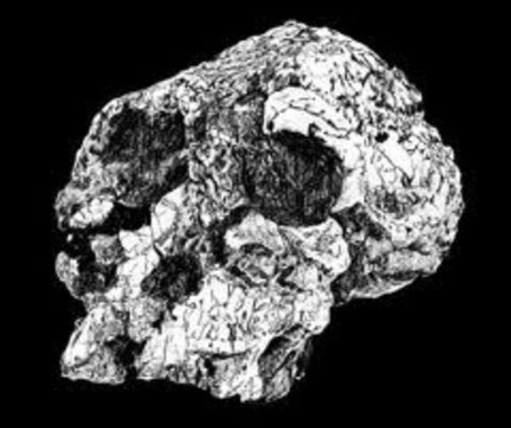 Ardipithecus samidus
