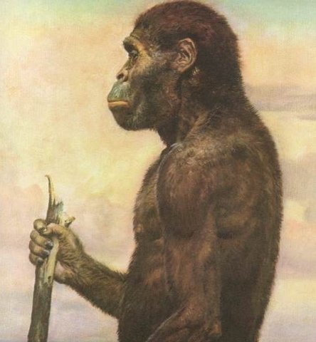 Australopithecus  africanus
