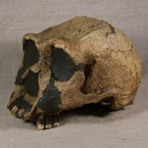 Homo Ergaster(1,75 y un millón de años)