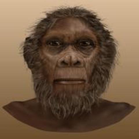 Homo rudolfensis