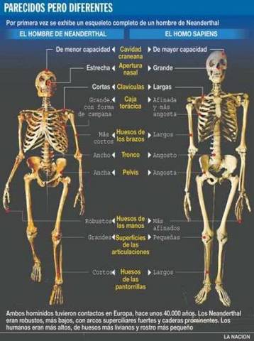 Homo Neanderthalensis (300.000 años)