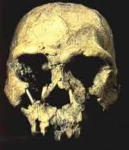 Homo Erectus (1 millón de años)